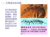 苏教版八年级生物上册 16.2生物进化的历程_ 课件