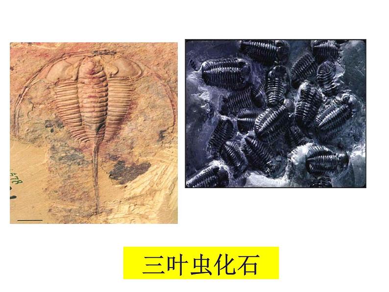 苏教版八年级生物上册 16.2生物进化的历程_ 课件05