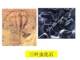 苏教版八年级生物上册 16.2生物进化的历程_ 课件