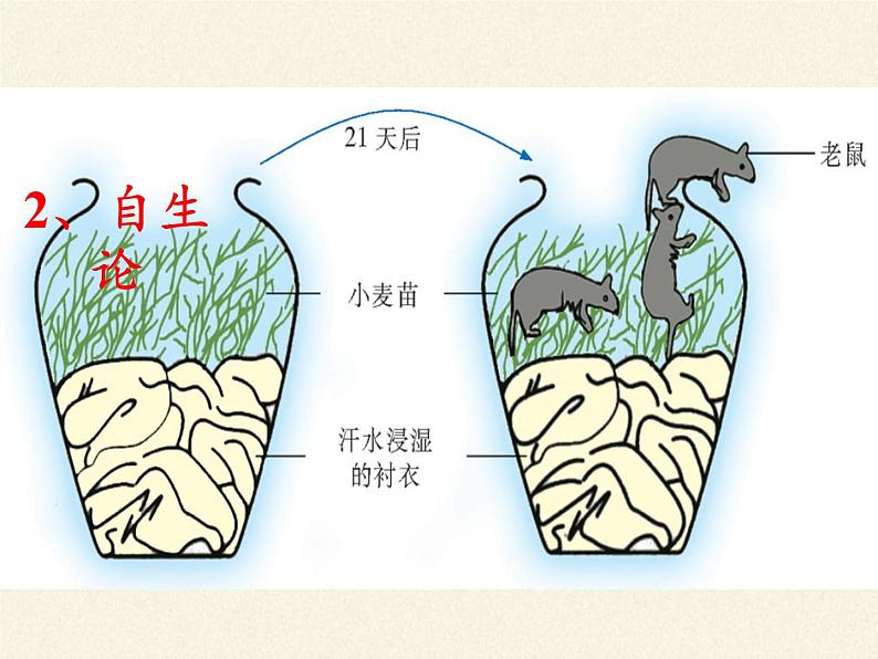 苏教版八年级生物上册 16.1  生命的诞生(1) 课件第8页