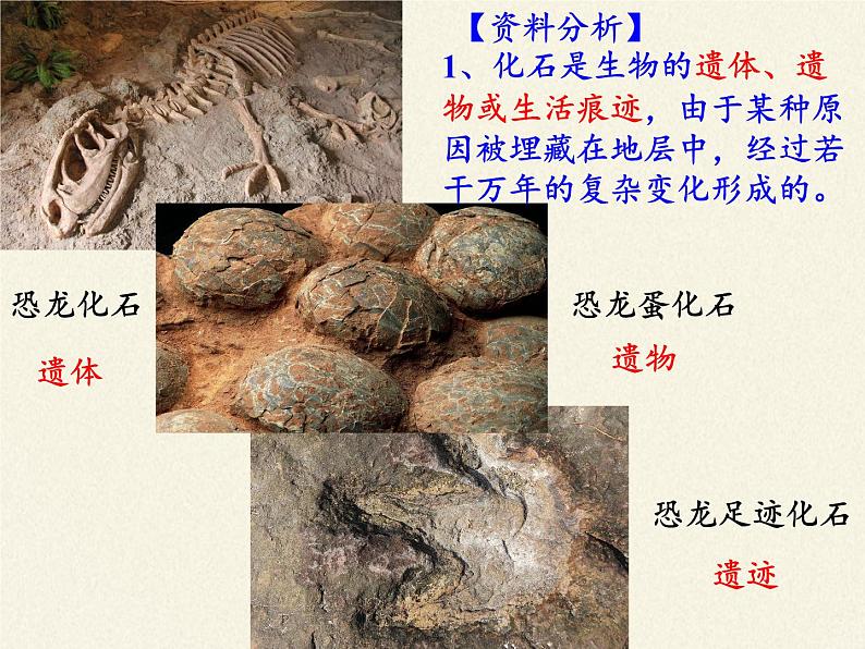 苏教版八年级生物上册 16.2   生物进化的历程(3) 课件04