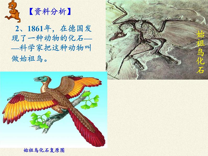 苏教版八年级生物上册 16.2   生物进化的历程(3) 课件06