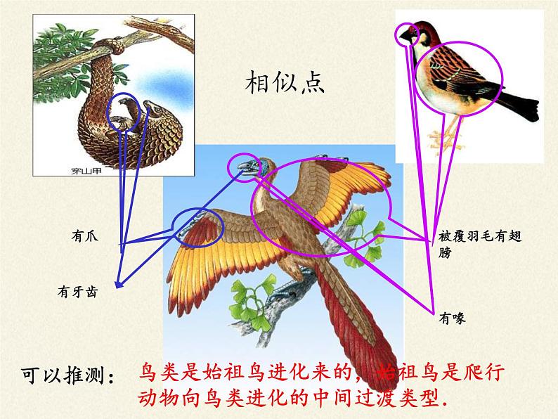 苏教版八年级生物上册 16.2   生物进化的历程(3) 课件07