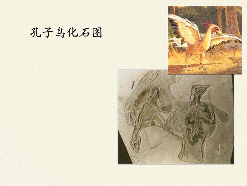 苏教版八年级生物上册 16.2   生物进化的历程(3) 课件08