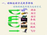 苏教版八年级生物上册 17.1  动物运动的形式和能量供应(9) 课件