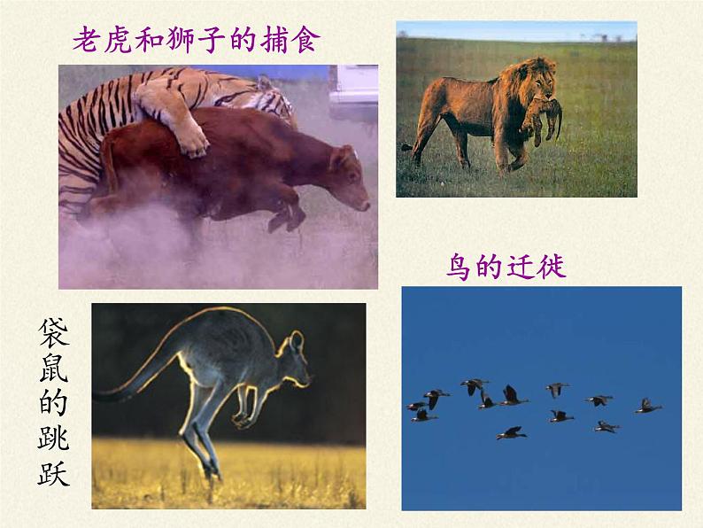 苏教版八年级生物上册 17.1  动物运动的形式和能量供应(9) 课件第6页