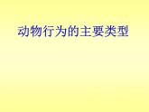 苏教版八年级生物上册 18.1 动物行为的主要类型_ 课件