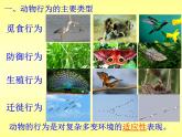 苏教版八年级生物上册 18.1 动物行为的主要类型_ 课件