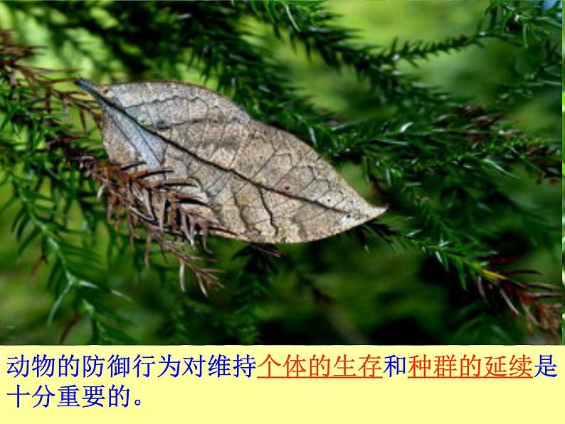 苏教版八年级生物上册 18.1 动物行为的主要类型_ 课件05