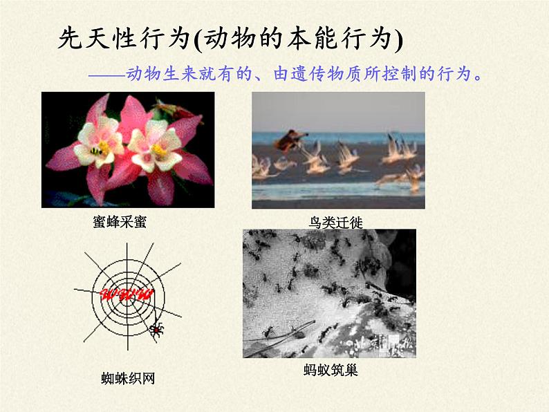 苏教版八年级生物上册 18.2 动物行为的生理基础 课件06