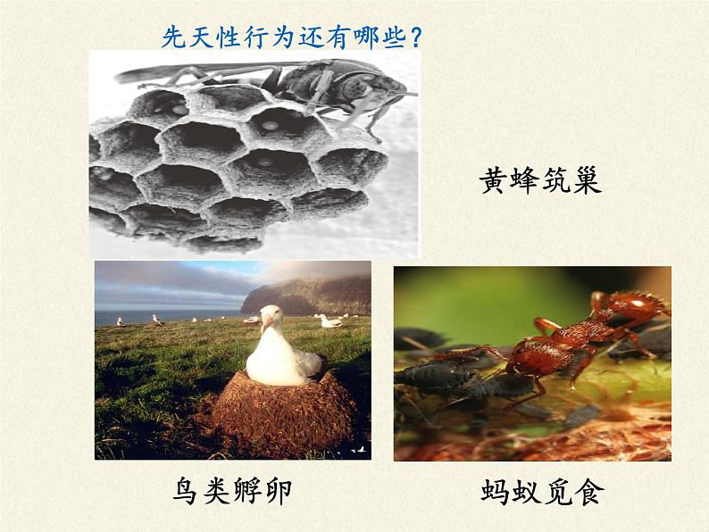 苏教版八年级生物上册 18.2 动物行为的生理基础 课件08