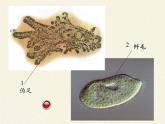 苏教版八年级生物上册 17.1  动物运动的形式和能量供应(8) 课件