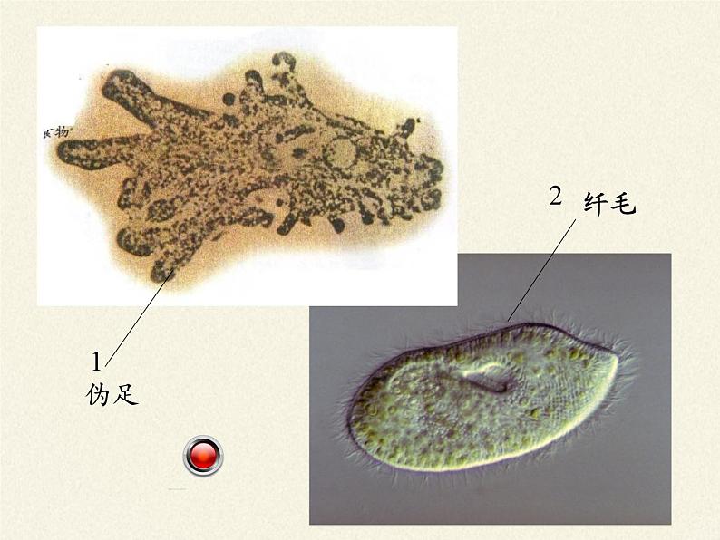 苏教版八年级生物上册 17.1  动物运动的形式和能量供应(8) 课件04