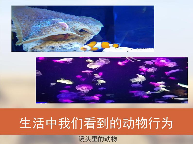 苏教版八年级生物上册 18.2 动物行为的生理基础 课件第3页