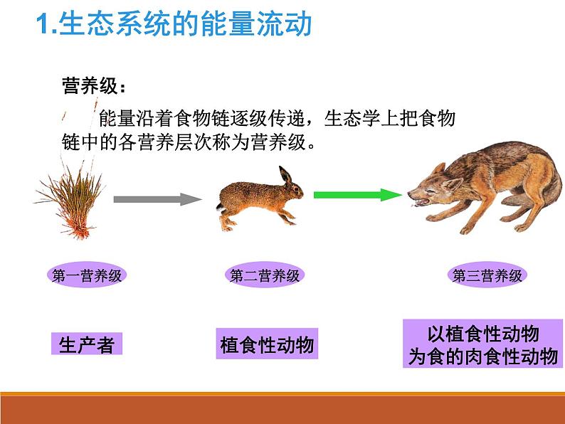 苏教版八年级生物上册 19.2生态系统中的能量流动和物质循环_ 课件04