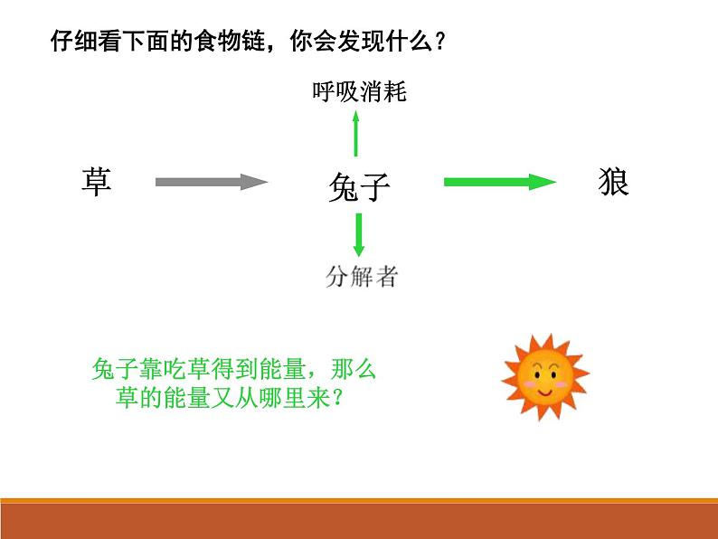 苏教版八年级生物上册 19.2生态系统中的能量流动和物质循环_ 课件07