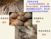 苏教版八年级生物上册 16.2   生物进化的历程(2) 课件