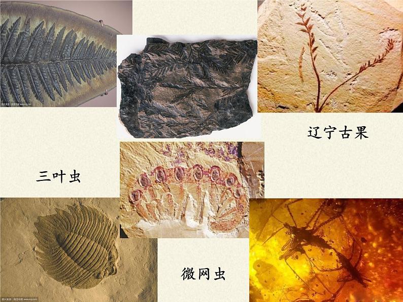 苏教版八年级生物上册 16.2   生物进化的历程(2) 课件05