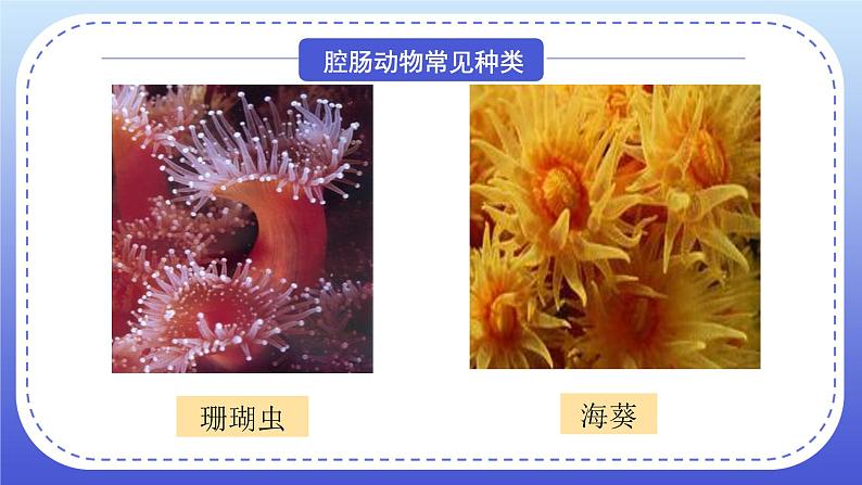 1.1《腔肠动物和扁形动物》课件+教案06