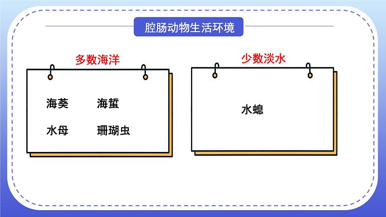 1.1《腔肠动物和扁形动物》课件+教案08