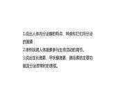北师大版生物七年级下册第十二章《人体的自我调节》12.3 激素调节 PPT教学课件