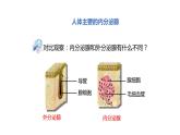 北师大版生物七年级下册第十二章《人体的自我调节》12.3 激素调节 PPT教学课件