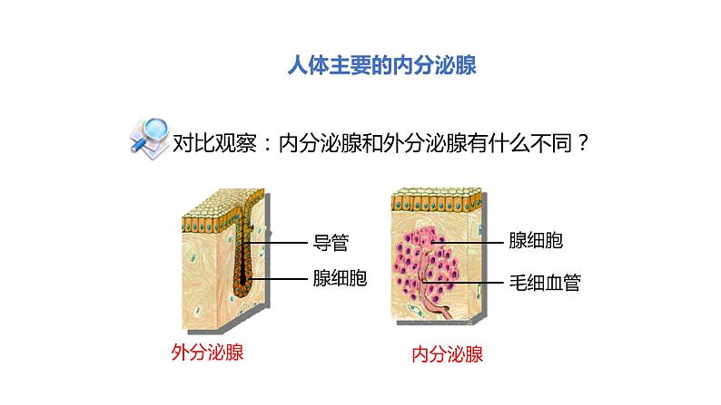 北师大版生物七年级下册第十二章《人体的自我调节》12.3 激素调节 PPT教学课件第4页