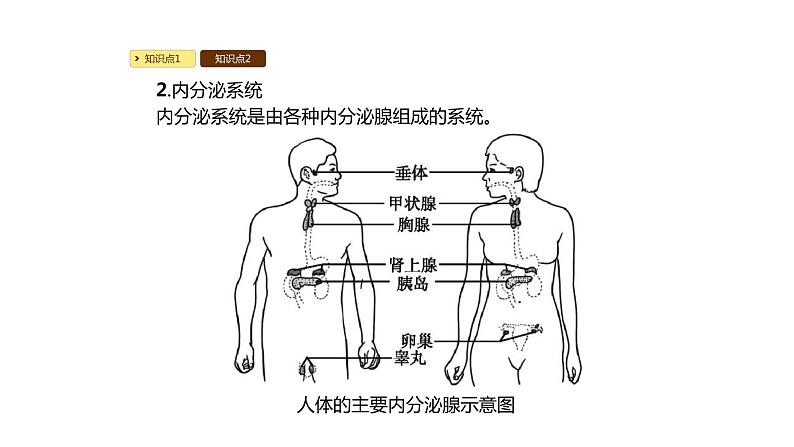 北师大版生物七年级下册第十二章《人体的自我调节》12.3 激素调节 PPT教学课件第6页