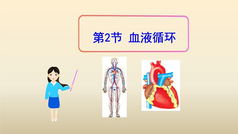 北师大版生物七年级下册第九章《人体内的物质运输》2.2 血液循环 PPT教学课件第1页