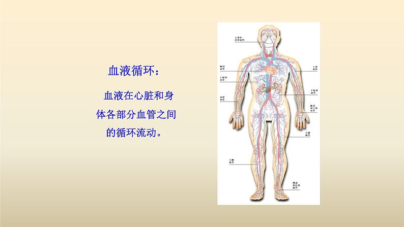 北师大版生物七年级下册第九章《人体内的物质运输》2.2 血液循环 PPT教学课件第4页