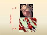 北师大版生物七年级下册第九章《人体内的物质运输》2.2 血液循环 PPT教学课件