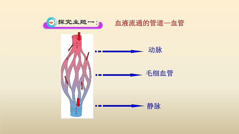 北师大版生物七年级下册第九章《人体内的物质运输》2.2 血液循环 PPT教学课件第6页