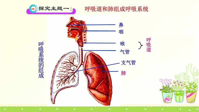 北师大版生物七年级下册第十章《人体的能量供应》3.2 人体细胞获得氧气的过程  PPT教学课件第3页