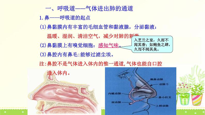 北师大版生物七年级下册第十章《人体的能量供应》3.2 人体细胞获得氧气的过程  PPT教学课件第6页