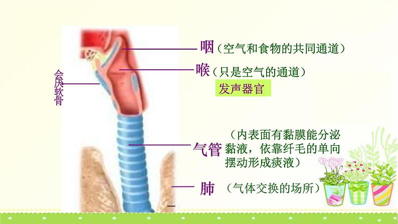 北师大版生物七年级下册第十章《人体的能量供应》3.2 人体细胞获得氧气的过程  PPT教学课件第7页