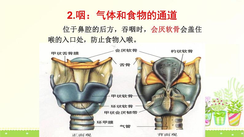 北师大版生物七年级下册第十章《人体的能量供应》3.2 人体细胞获得氧气的过程  PPT教学课件第8页