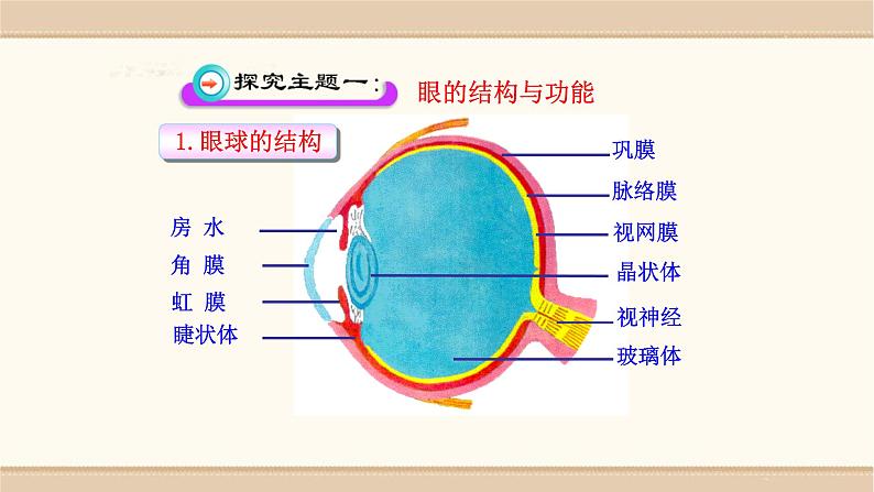 北师大版生物七年级下册第十二章《人体的自我调节》12.2  感受器和感觉器官 PPT教学课件第4页