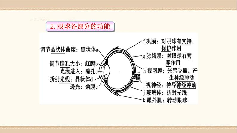 北师大版生物七年级下册第十二章《人体的自我调节》12.2  感受器和感觉器官 PPT教学课件第5页