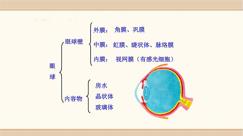 北师大版生物七年级下册第十二章《人体的自我调节》12.2  感受器和感觉器官 PPT教学课件第6页