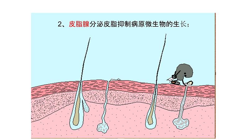 北师大版生物七年级下册第十三章《健康地生活》13.3 人体免疫  PPT教学课件第8页