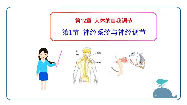 北师大版生物七年级下册第十二章《人体的自我调节》12.1 神经系统与神经调节 PPT教学课件第1页