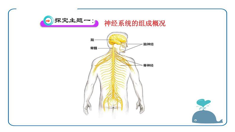 北师大版生物七年级下册第十二章《人体的自我调节》12.1 神经系统与神经调节 PPT教学课件第6页