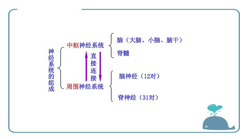 北师大版生物七年级下册第十二章《人体的自我调节》12.1 神经系统与神经调节 PPT教学课件第8页