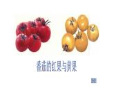 北师大版生物八年级上册第二十章《遗传和变异现象》20.2 性状遗传的物质基础  教学PPT课件