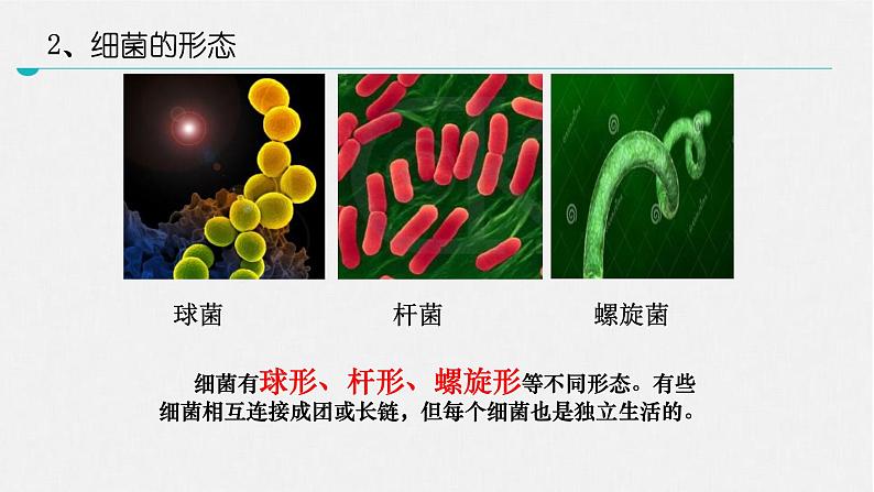 北师大版生物八年级上册第十八章《生物圈中的微生物》18.1  微生物在生物圈中的作用 教学PPT课件第4页