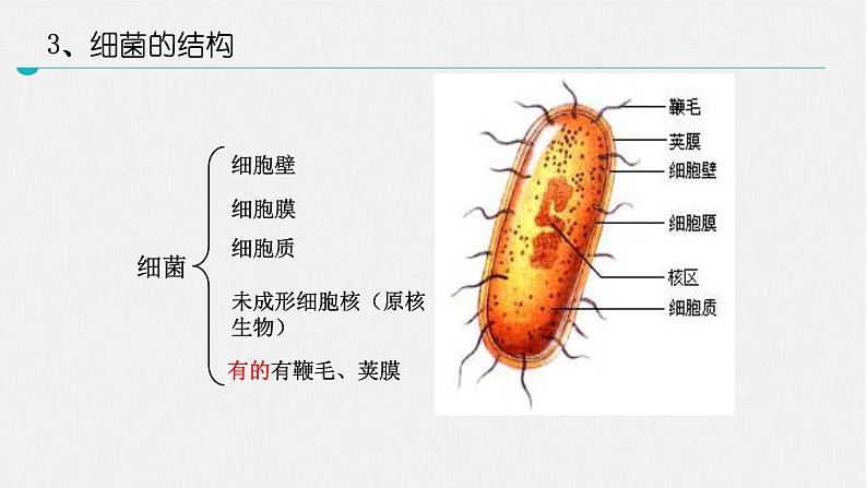 北师大版生物八年级上册第十八章《生物圈中的微生物》18.1  微生物在生物圈中的作用 教学PPT课件第5页