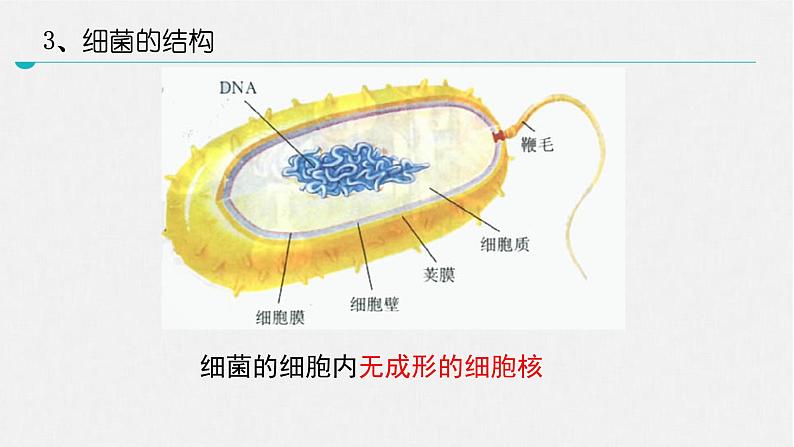 北师大版生物八年级上册第十八章《生物圈中的微生物》18.1  微生物在生物圈中的作用 教学PPT课件第6页