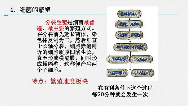 北师大版生物八年级上册第十八章《生物圈中的微生物》18.1  微生物在生物圈中的作用 教学PPT课件第7页