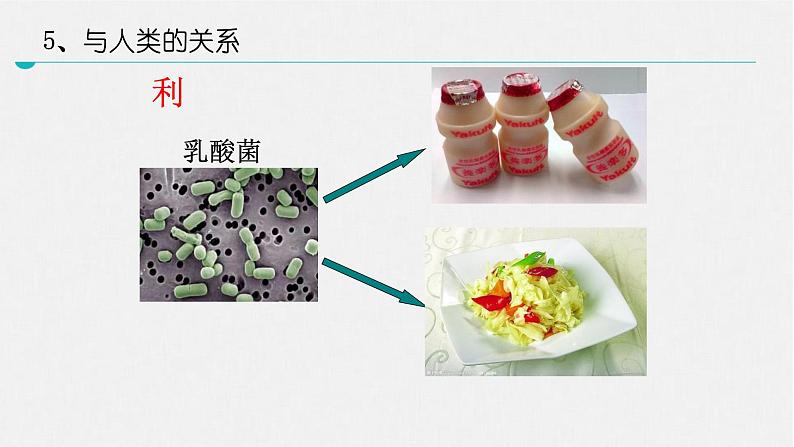 北师大版生物八年级上册第十八章《生物圈中的微生物》18.1  微生物在生物圈中的作用 教学PPT课件第8页