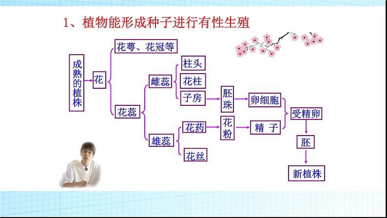 北师大版生物八年级上册第十九章《生命的延续》19.3  植物的生殖方式  教学PPT课件06